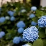 Hydrangea blooms with full plants in the background.